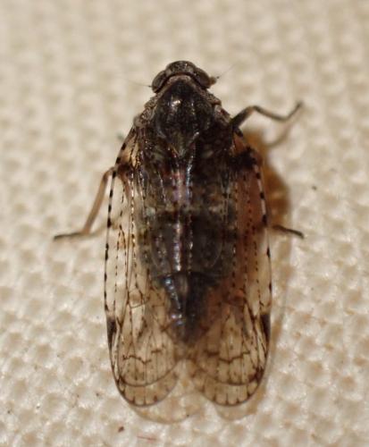 Cixius sp.